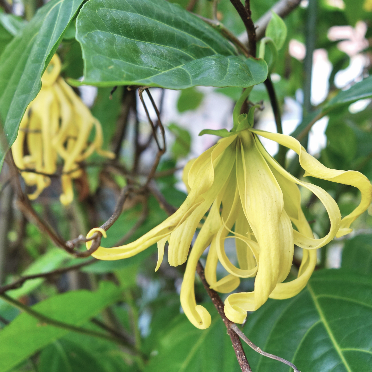 'Anam Cara' Scented Candle