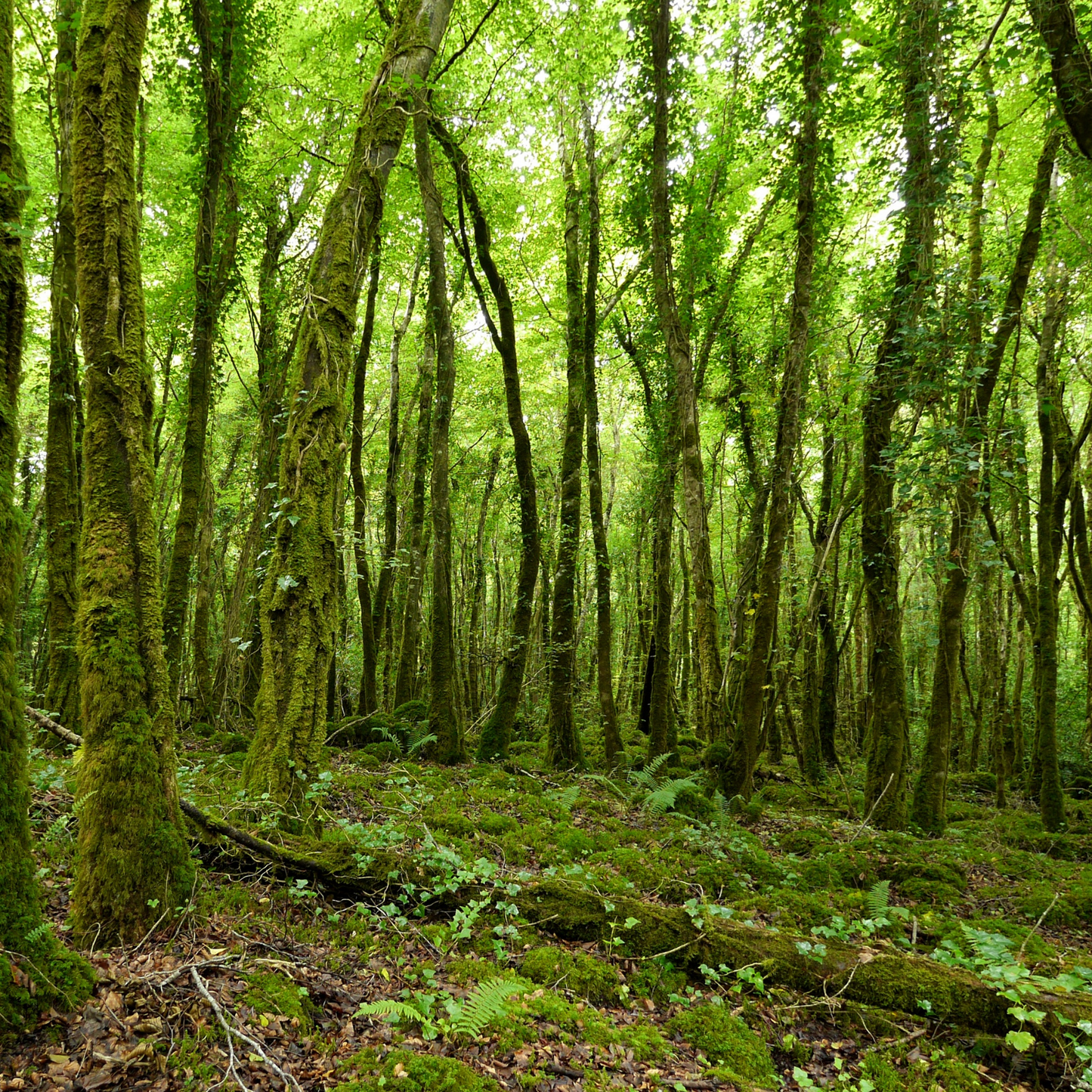 In na Coille - In the Woods Scented Candle 230g