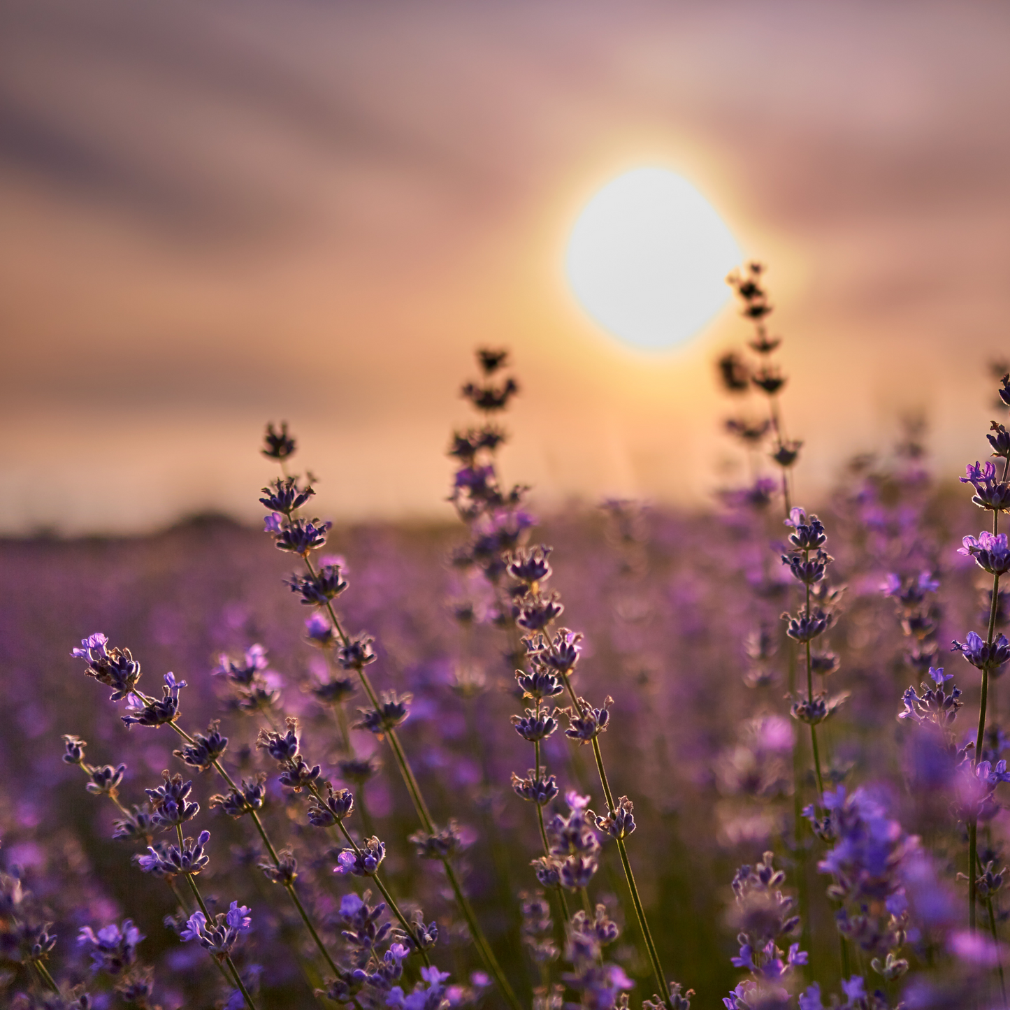 Lavender Sleep Oil 100ml