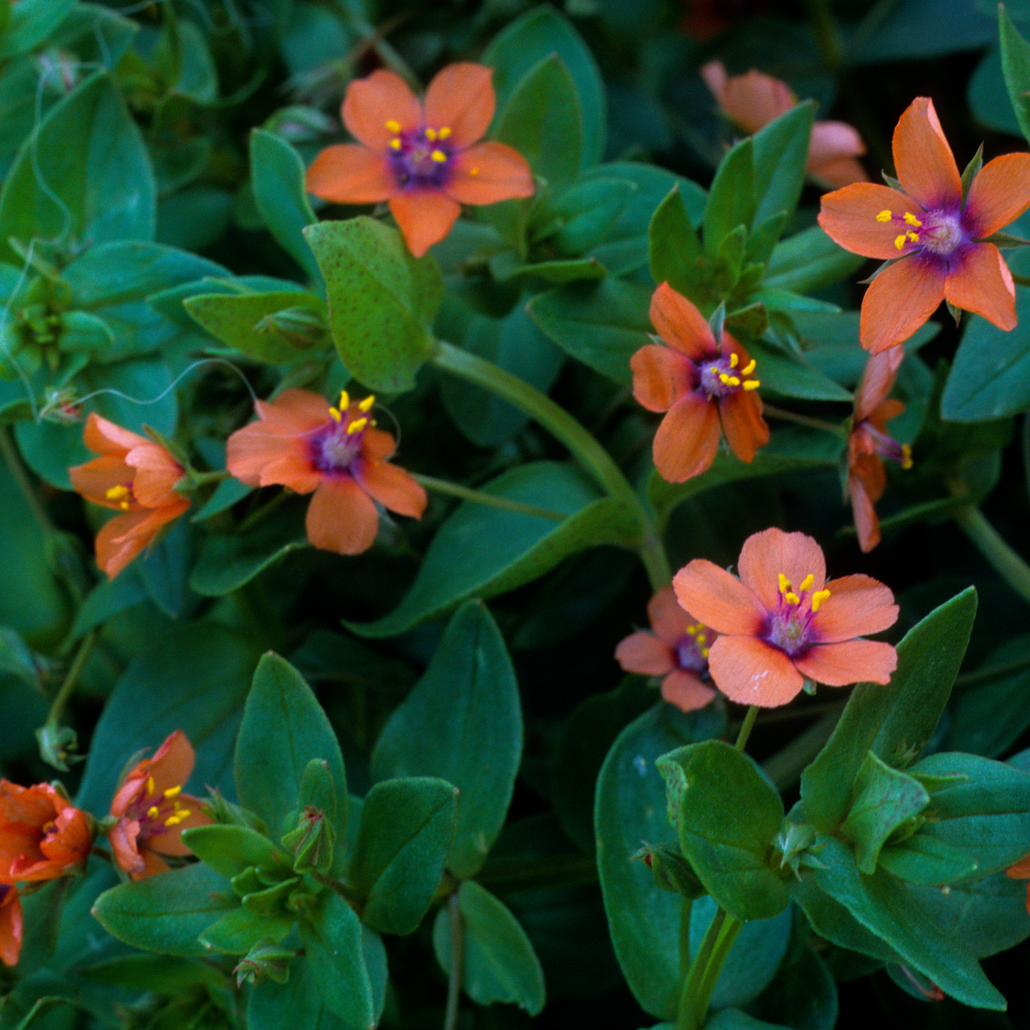 Pimpernel Scalloped Linen Napkins