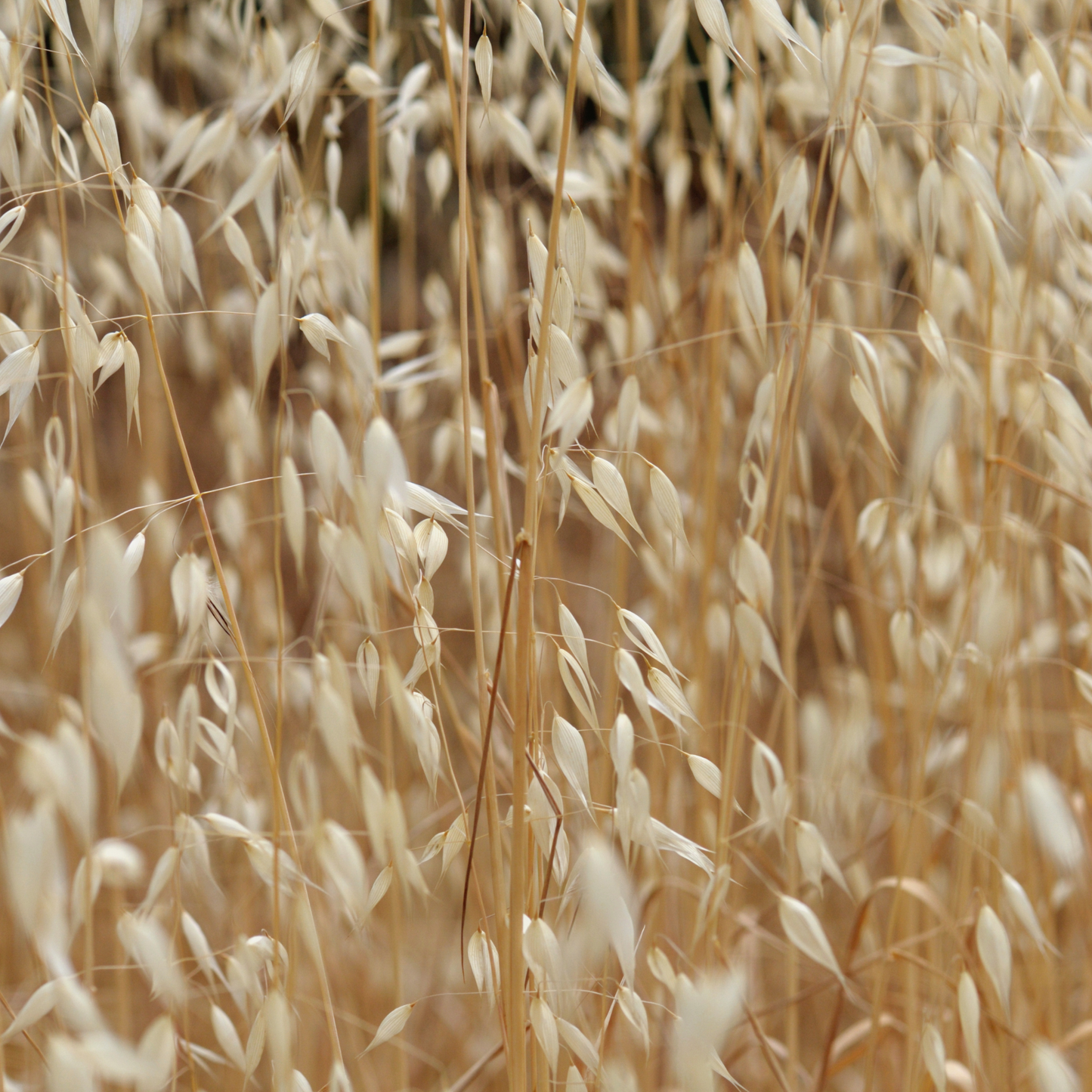 Honey & Oat Hand Soap Bar