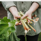 Rhubarb - Linen Napkin Set