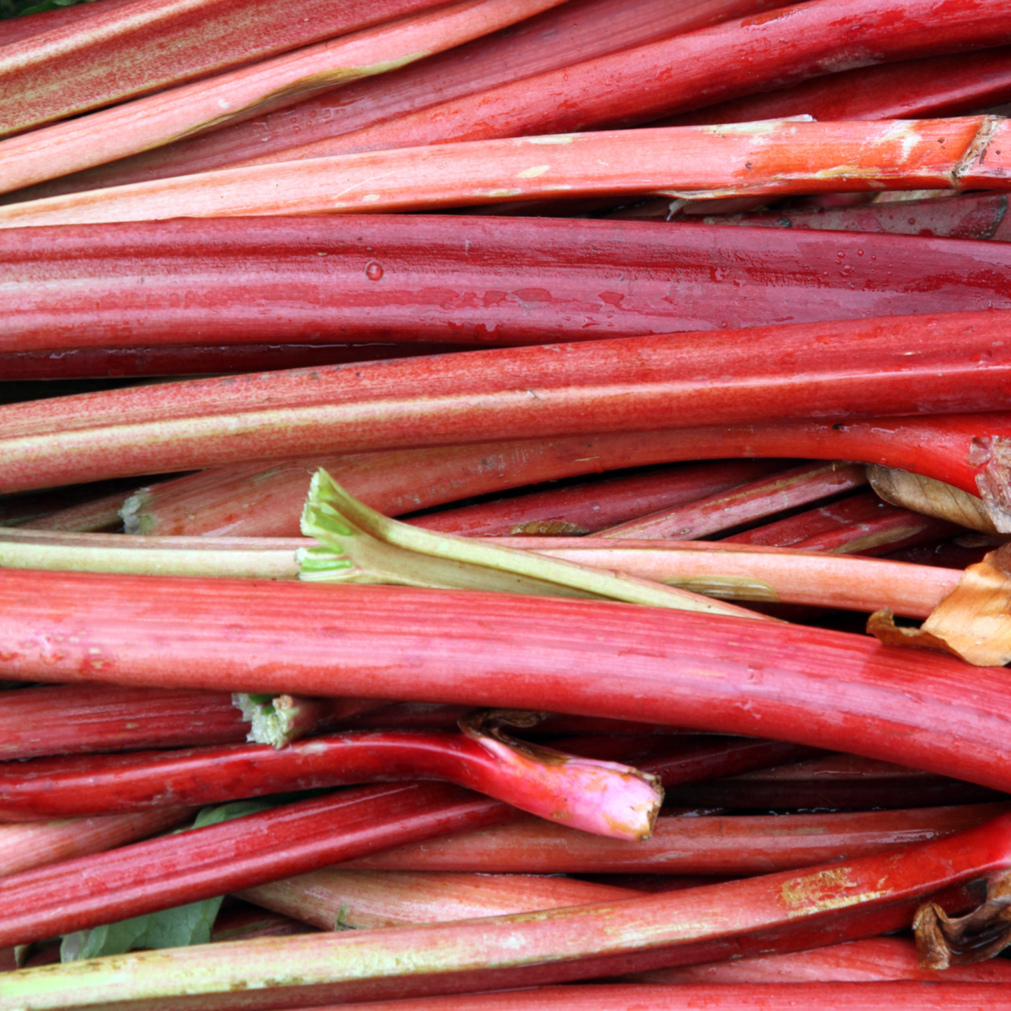 Rhubarb - Linen Napkin Set