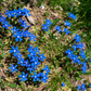 Spring Gentian Scalloped Linen Napkins